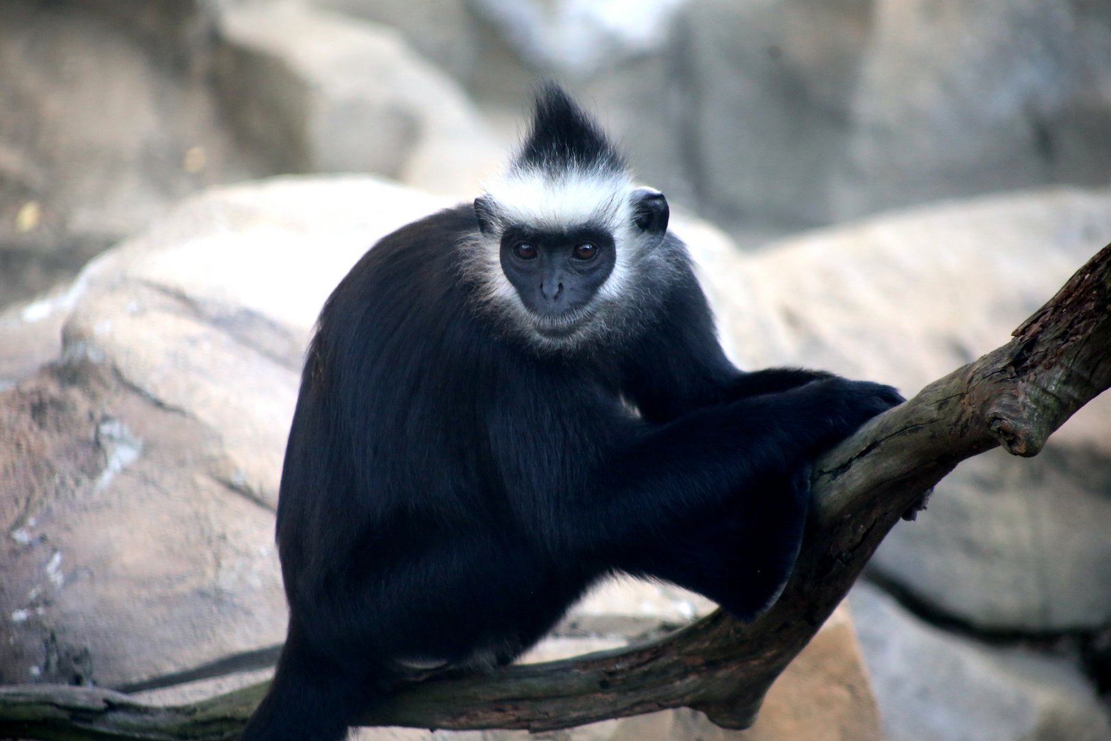 Laotian Langur (Trachypithecus laotum)