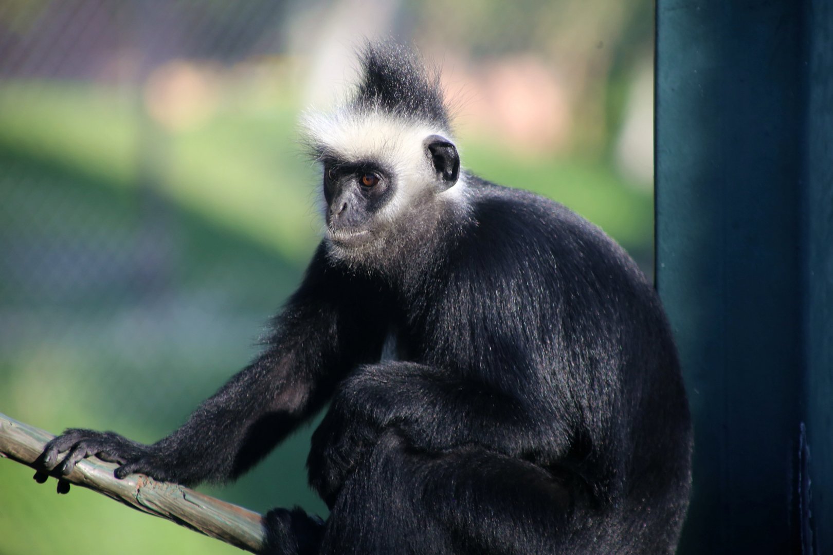 Laotian Langur (Trachypithecus laotum)