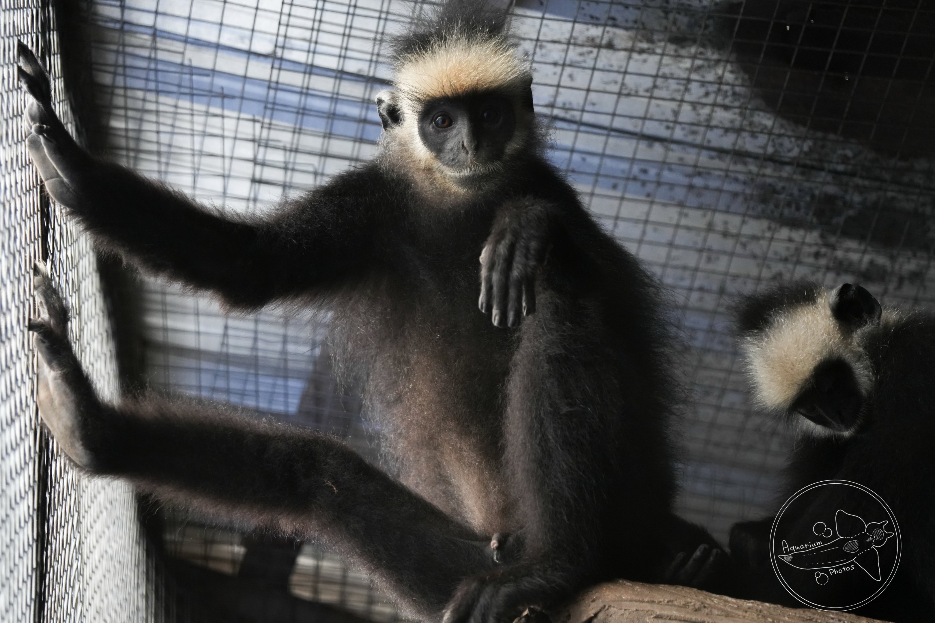 Laotian langur (Trachypithecus laotum)