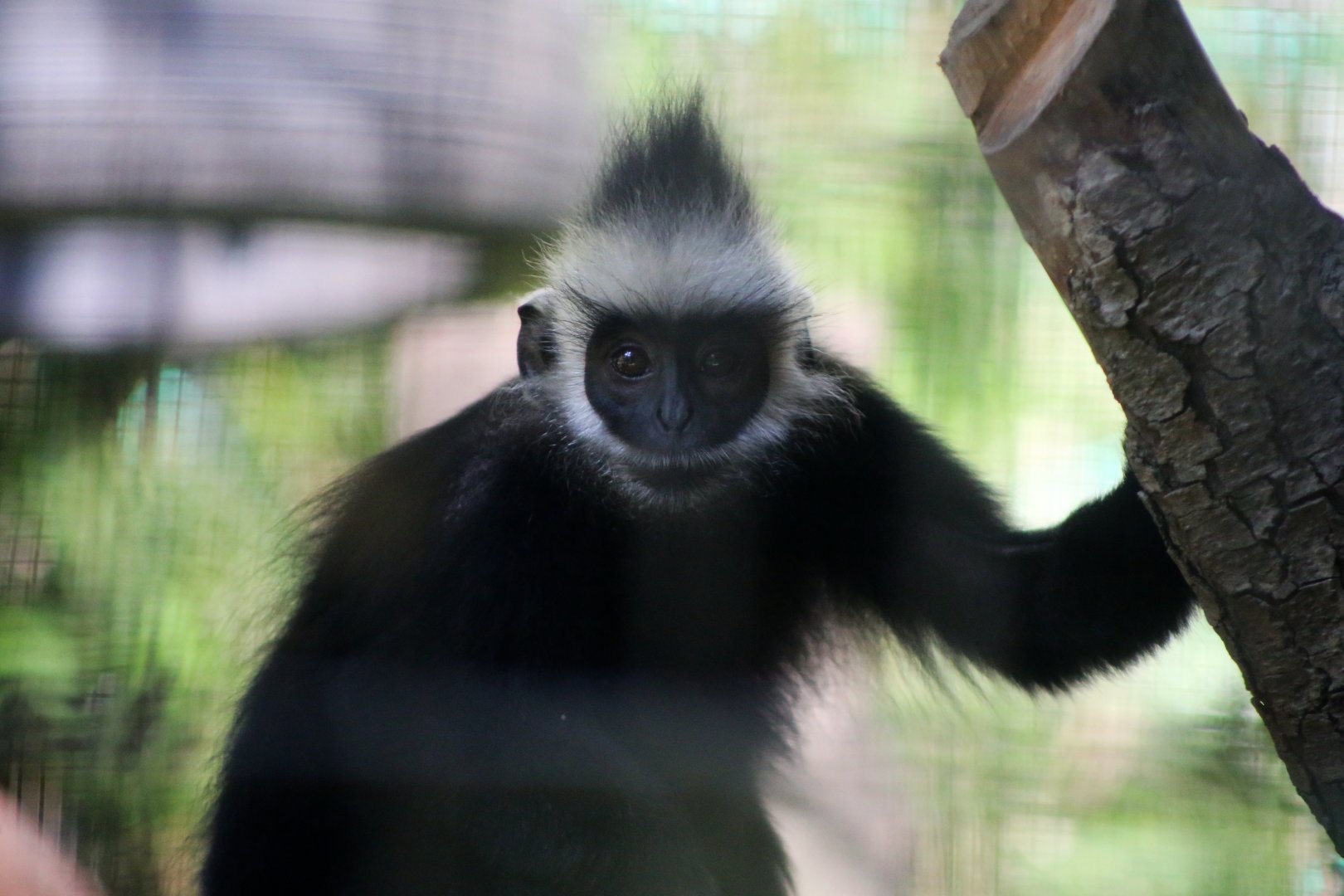 Laotian Langur (Trachypithecus laotum)