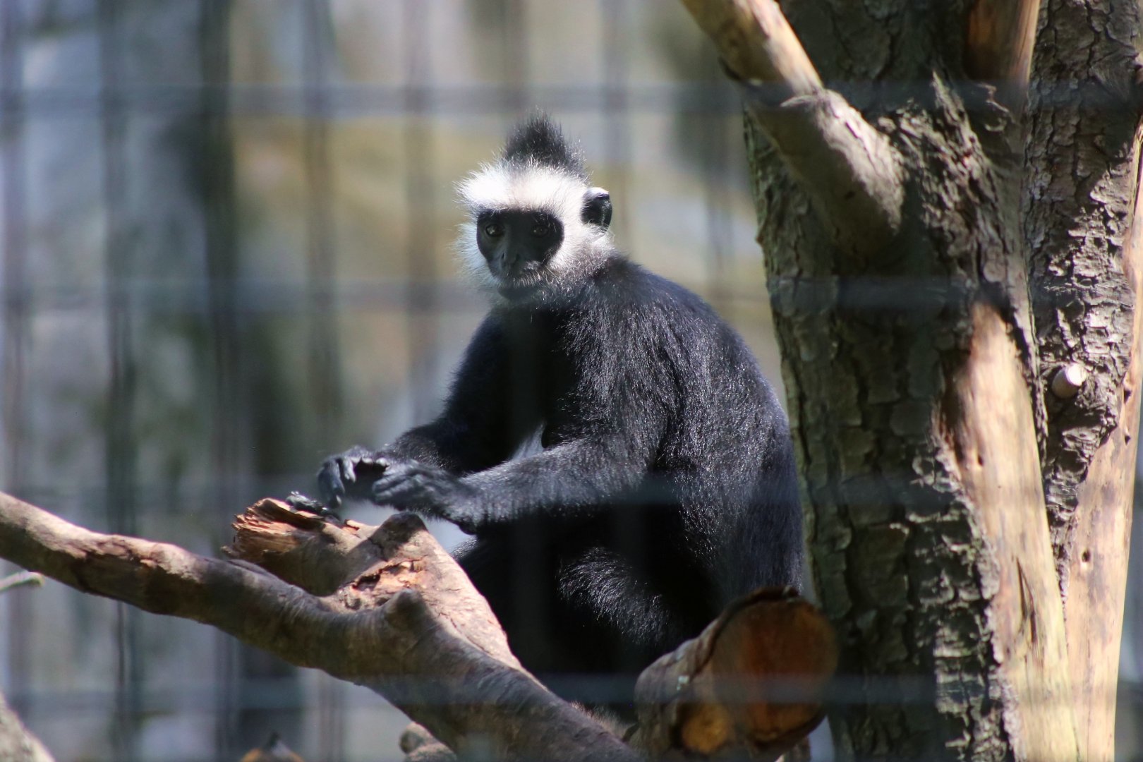 Laotian Langur (Trachypithecus laotum)
