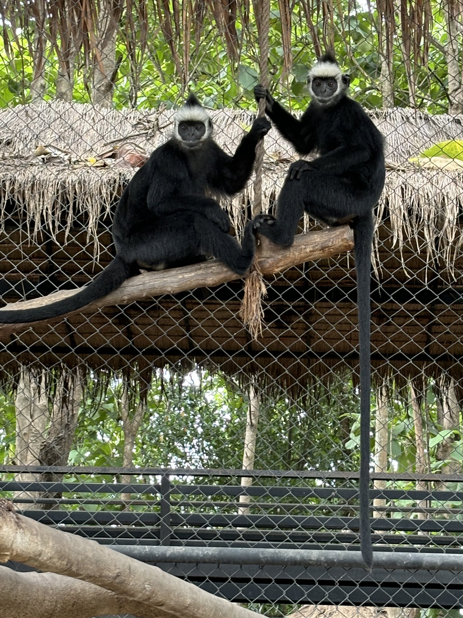 Laotian Langurs - Lanna Mini Zoo
