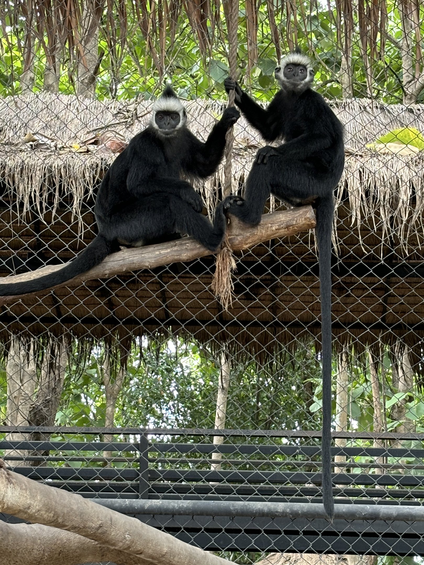 Laotian Langurs - Lanna Mini Zoo