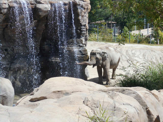 LAphant drinking from waterfall