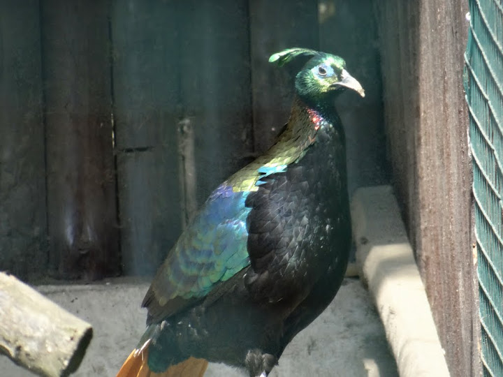 Laphophorus impeyanus