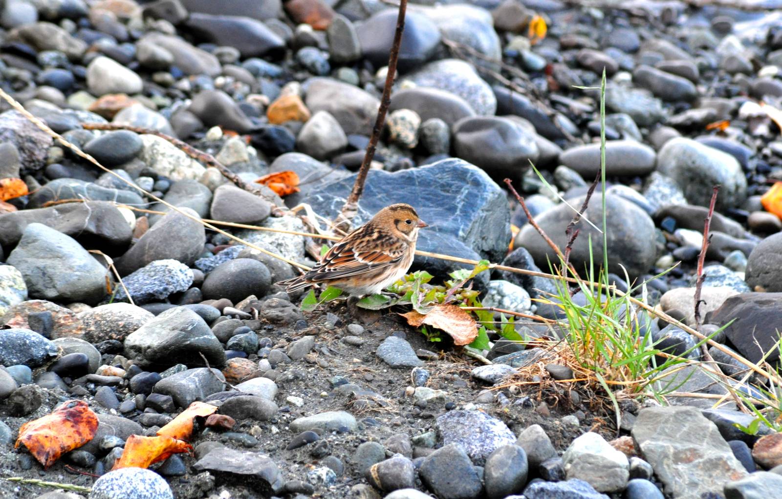 Lapland Longspur - Alaska