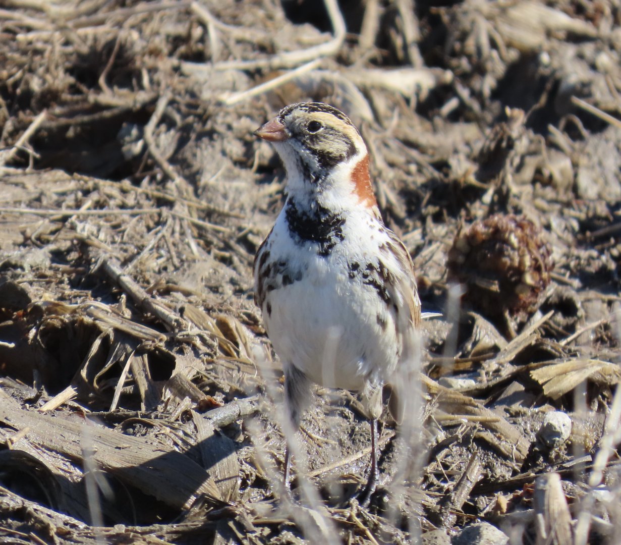 Lapland Longspur (Calcarius lapponicus)