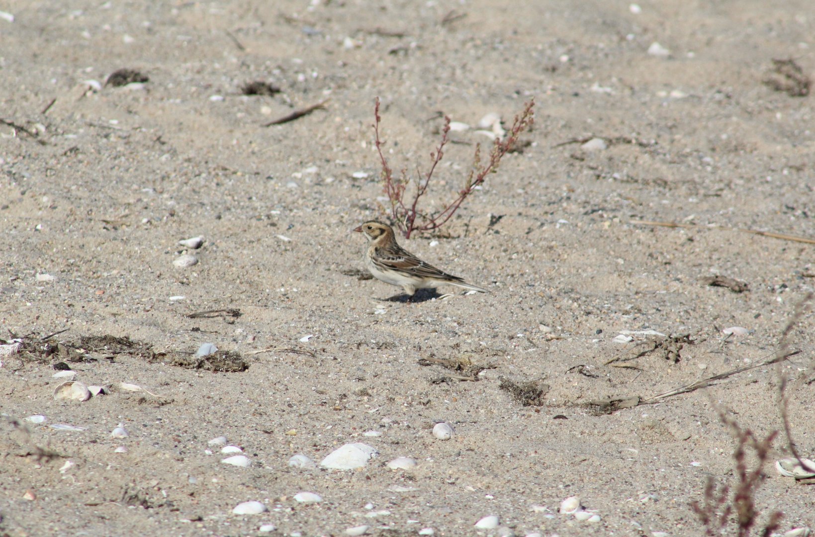 Lapland Longspur