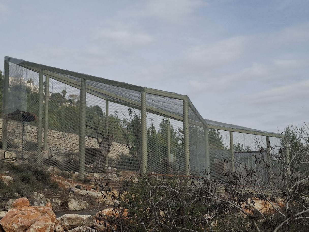 Lapped Faced Vultures