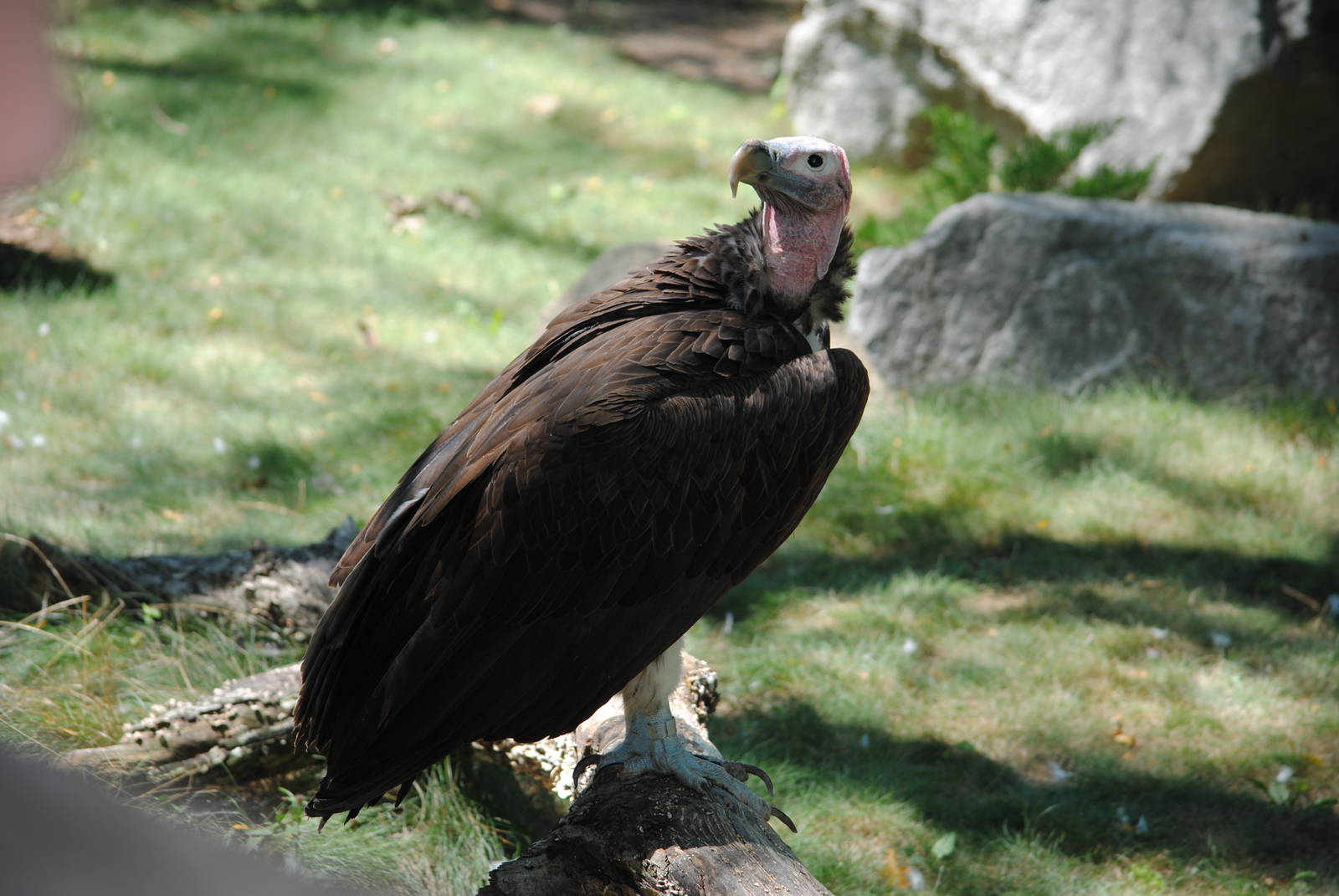 Lappet-face Vulture