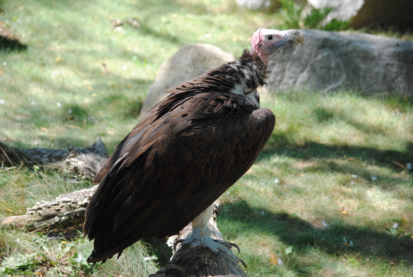 Lappet-face Vulture