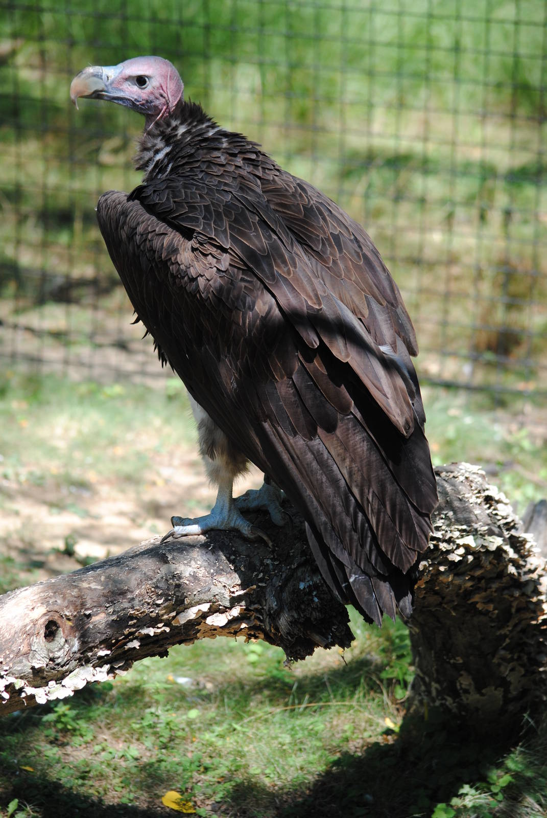 Lappet-face Vulture