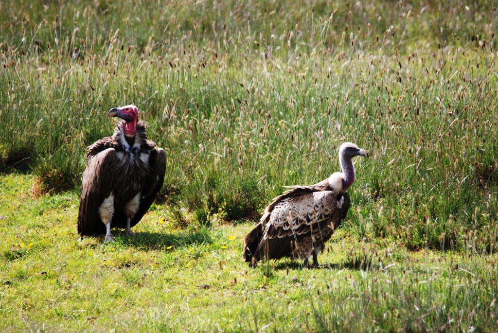 Lappet-faced and Rueppell's Griffon Vultures, Roadside north of Addis, 18/1