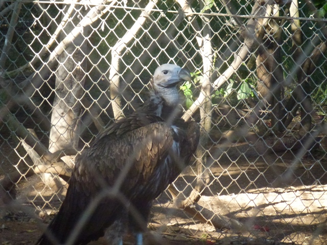 Lappet-Faced Vulture 15.12.12