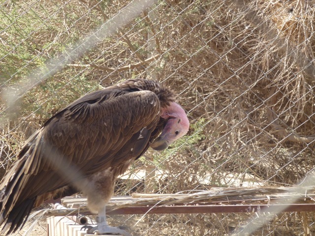 Lappet-faced vulture 23.4.13