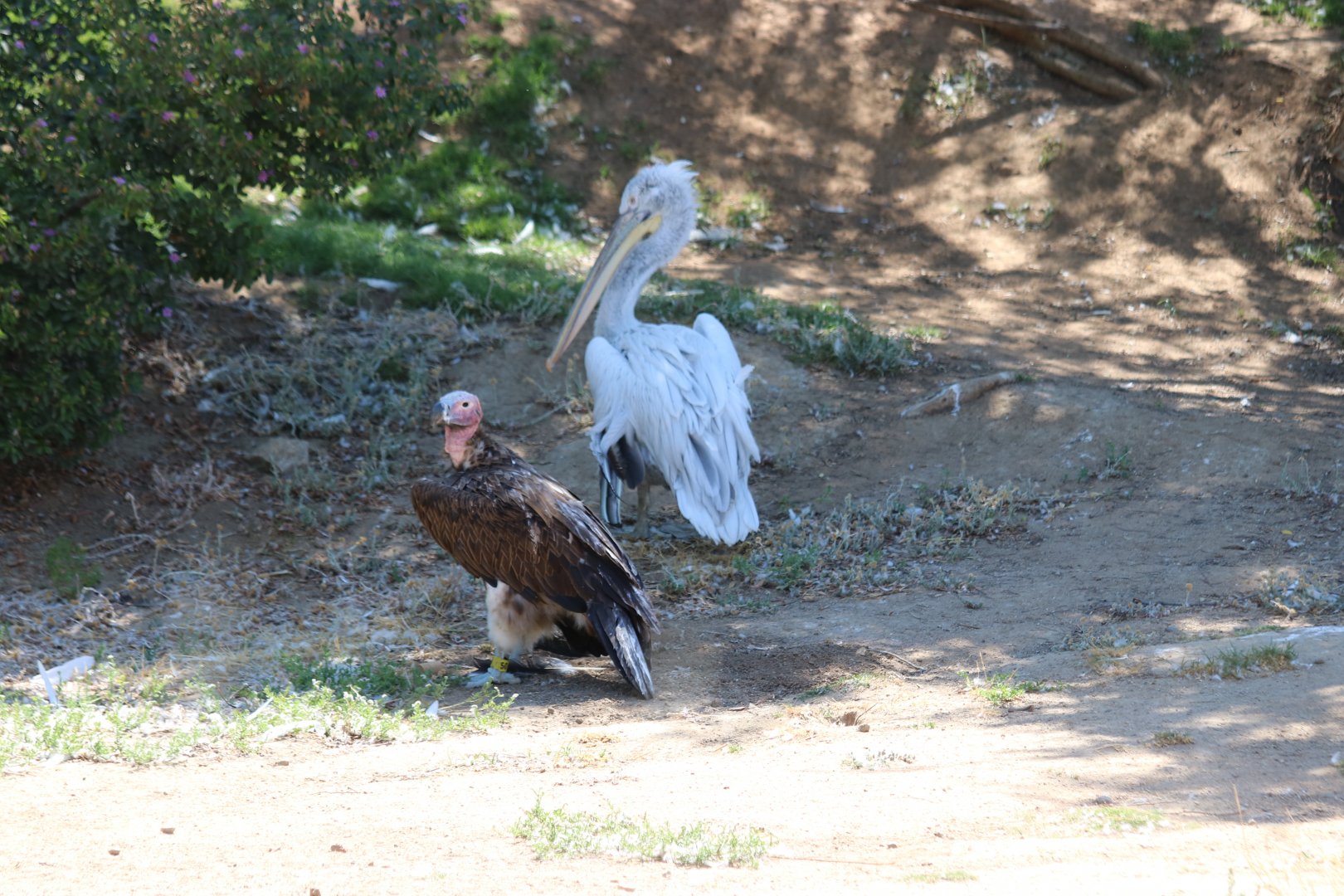 Lappet-faced Vulture and Dalmatian Pelican