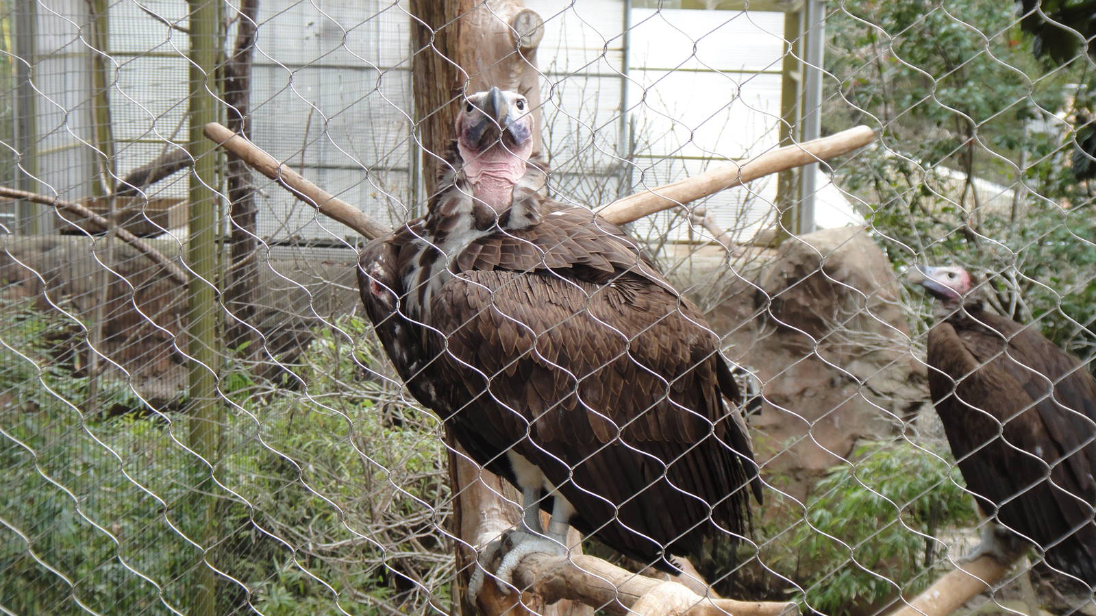 Lappet-faced vulture at Dallas zoo 2015-03-12