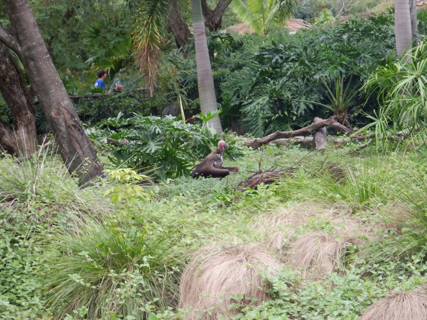 Lappet-faced Vulture at Disney's Animal Kingdom