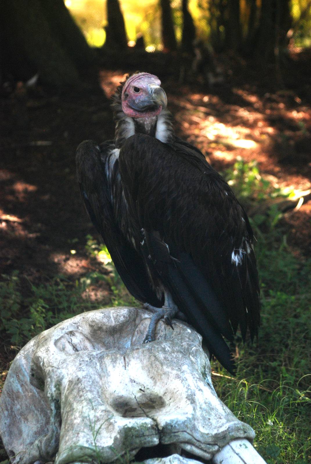 Lappet-faced Vulture at Jacksonville, 10/10/13