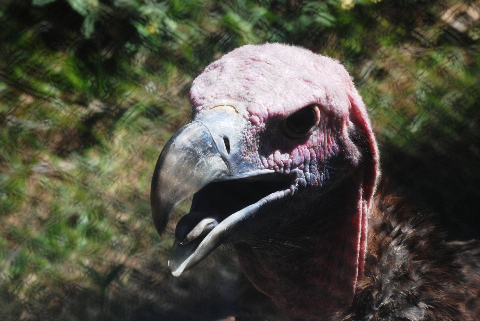 Lappet-faced Vulture at Jacksonville, 10/10/13