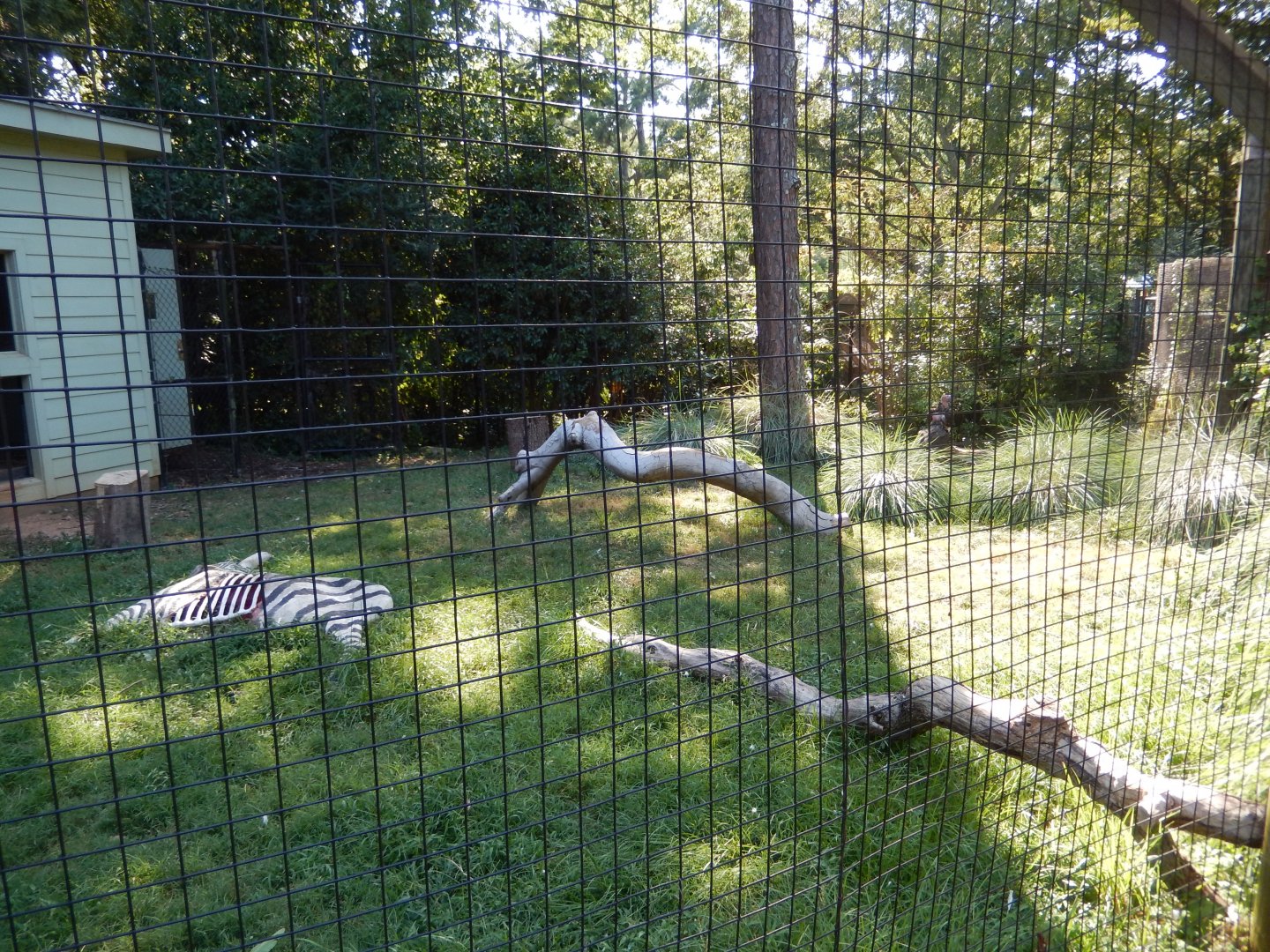 Lappet-Faced Vulture Habitat
