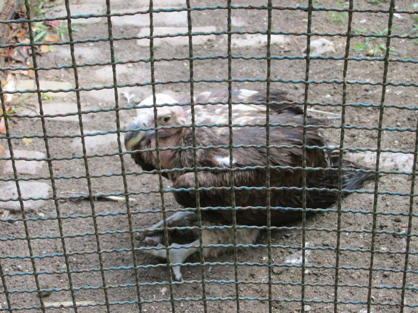 lappet faced vulture havana zoo
