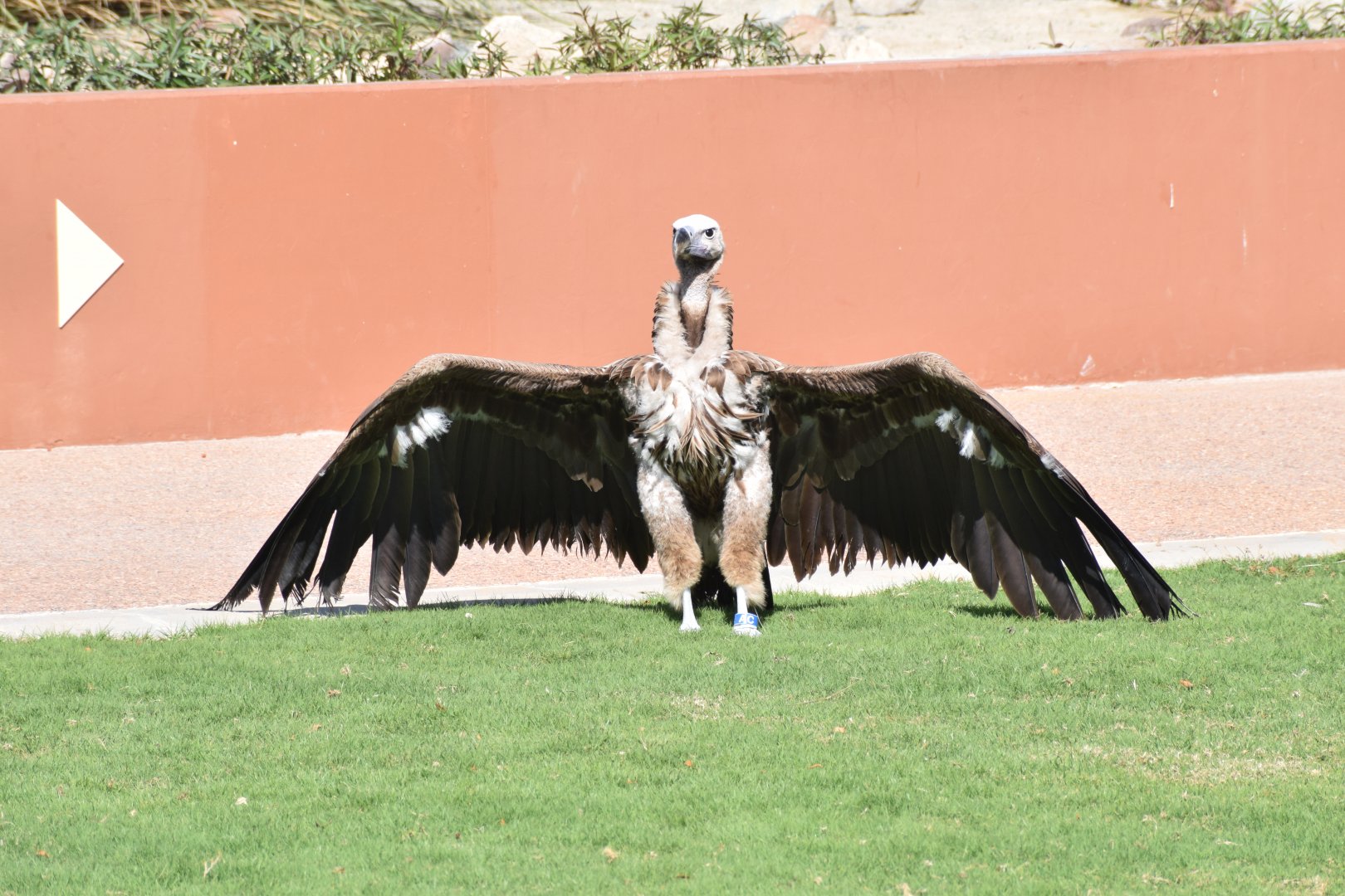 Lappet-faced vulture - Kalba bird of prey centre