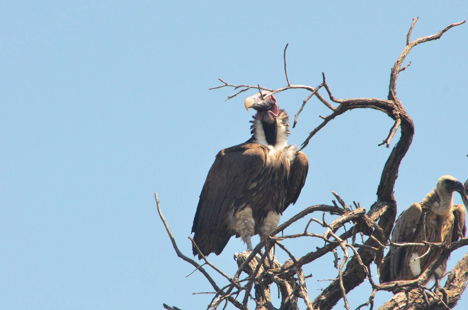 Lappet-faced Vulture, Khwai Community Area, Botswana, 25/04/16