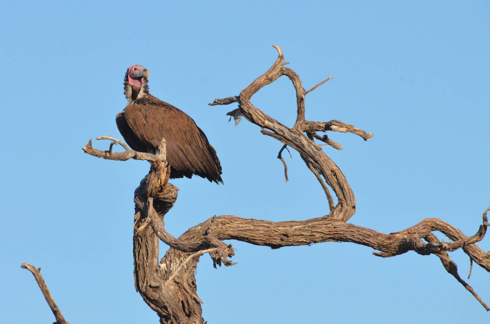 Lappet-faced Vulture, Khwai Community Area, Botswana, 26/04/16