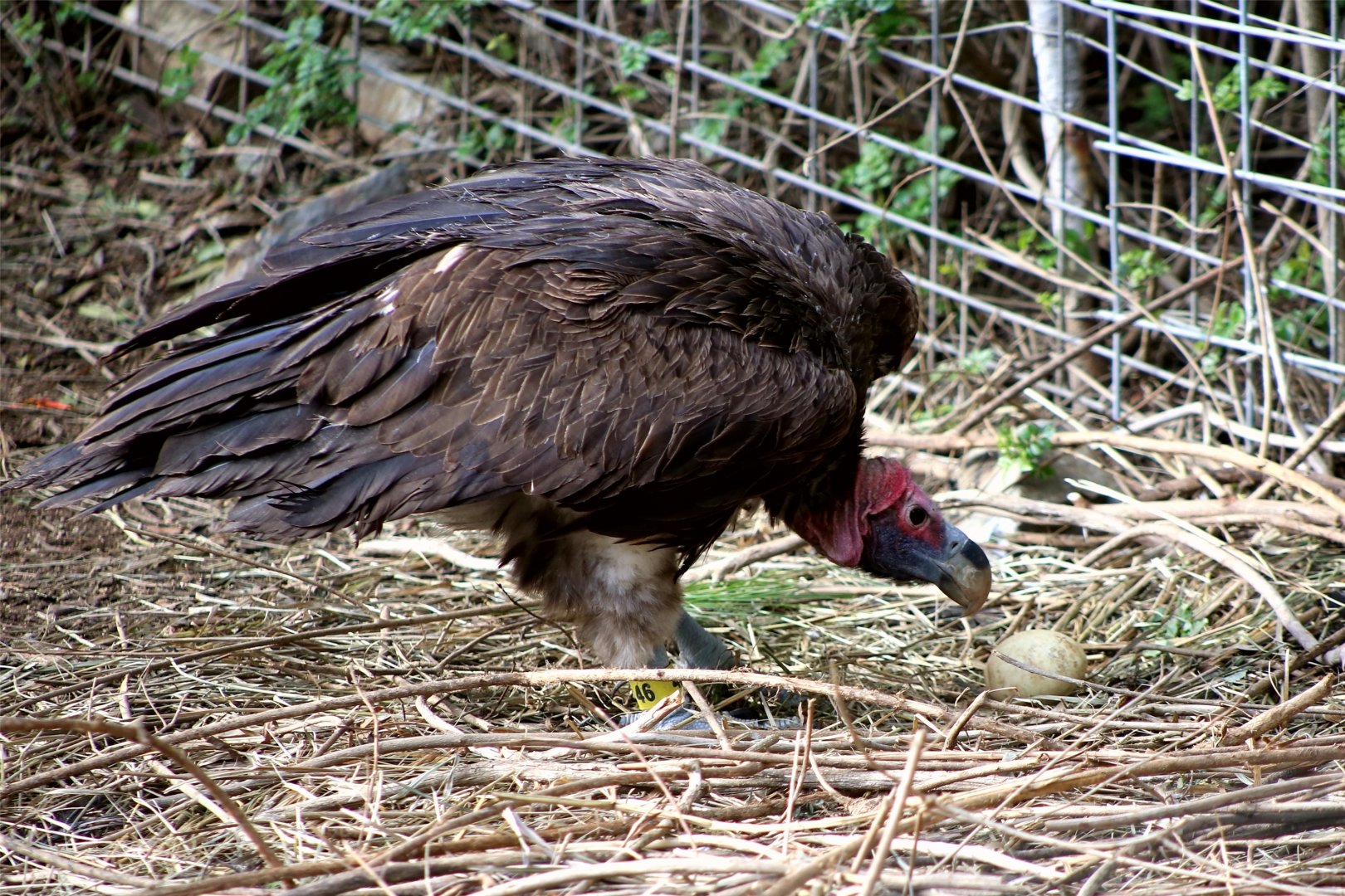 Lappet-faced vulture nesting