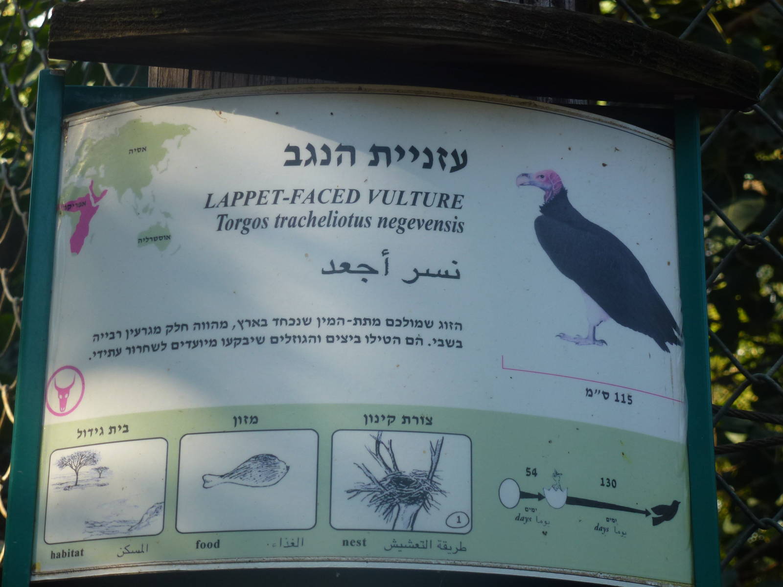 Lappet-Faced Vulture sign 15.12.12