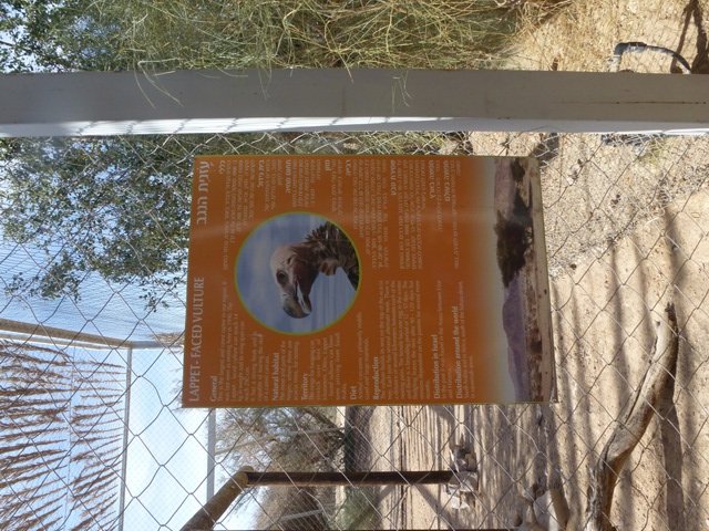 Lappet-Faced Vulture sign 23.4.13