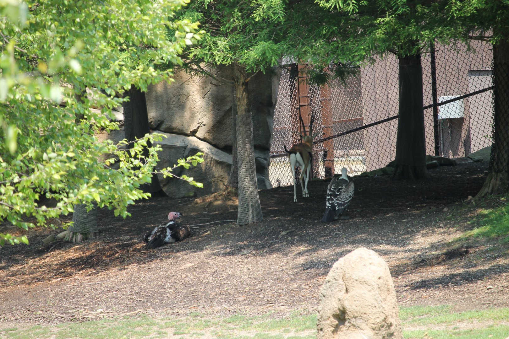 Lappet-faced vulture, Thomson's gazelle, and Ruppell's vulture