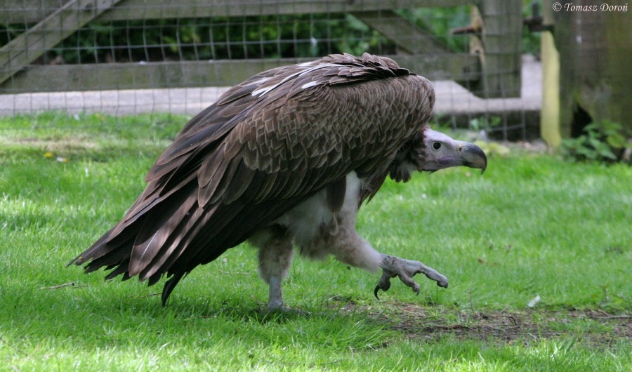 Lappet-faced Vulture (Torgos tracheliotos) April 2009