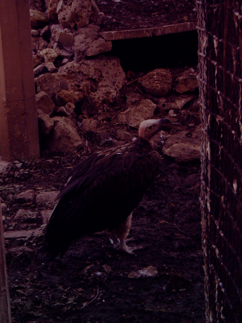 Lappet-faced Vulture (Torgos tracheliotos)