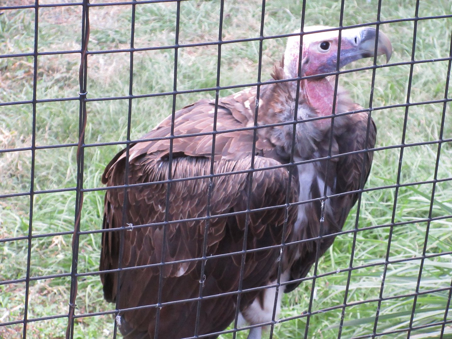Lappet-faced Vulture (Torgos tracheliotos)