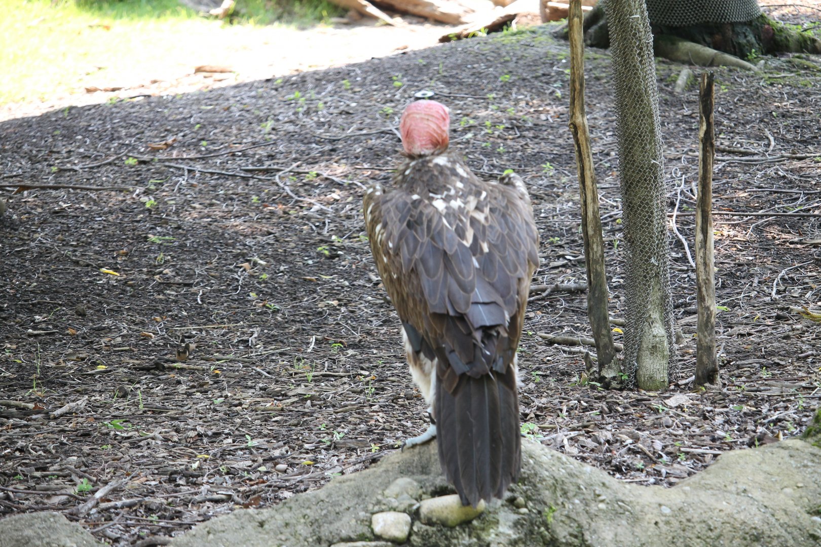 Lappet-faced vulture (Torgos tracheliotos)