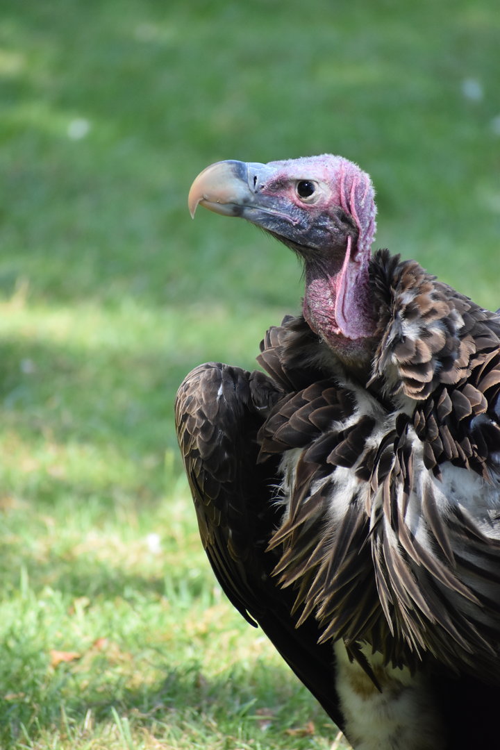 Lappet-faced Vulture - Torgos tracheliotos