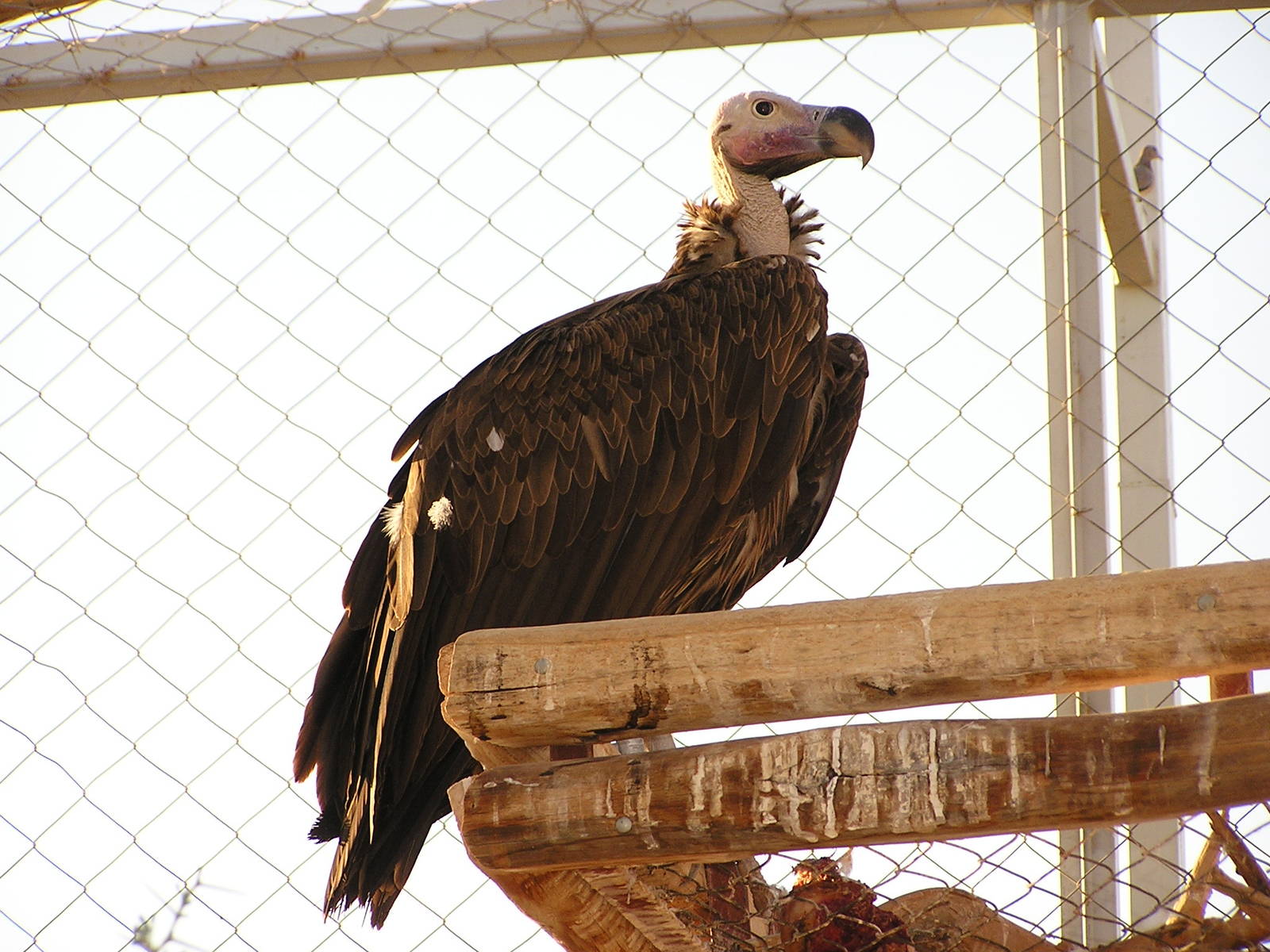 Lappet-faced vulture/ Torgos tracheliotus negevensis