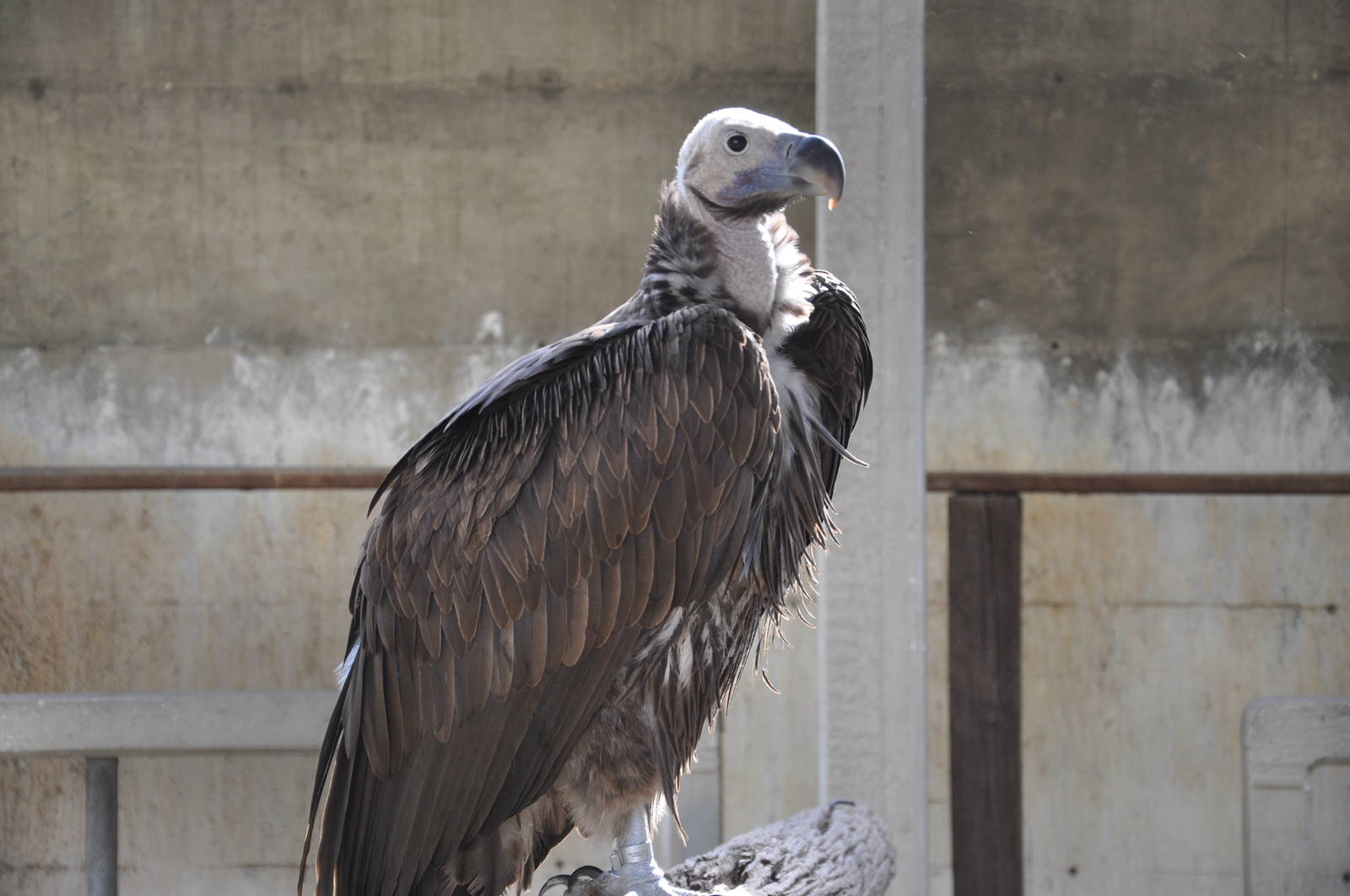 Lappet-faced vulture/ Torgos tracheliotus negevensis