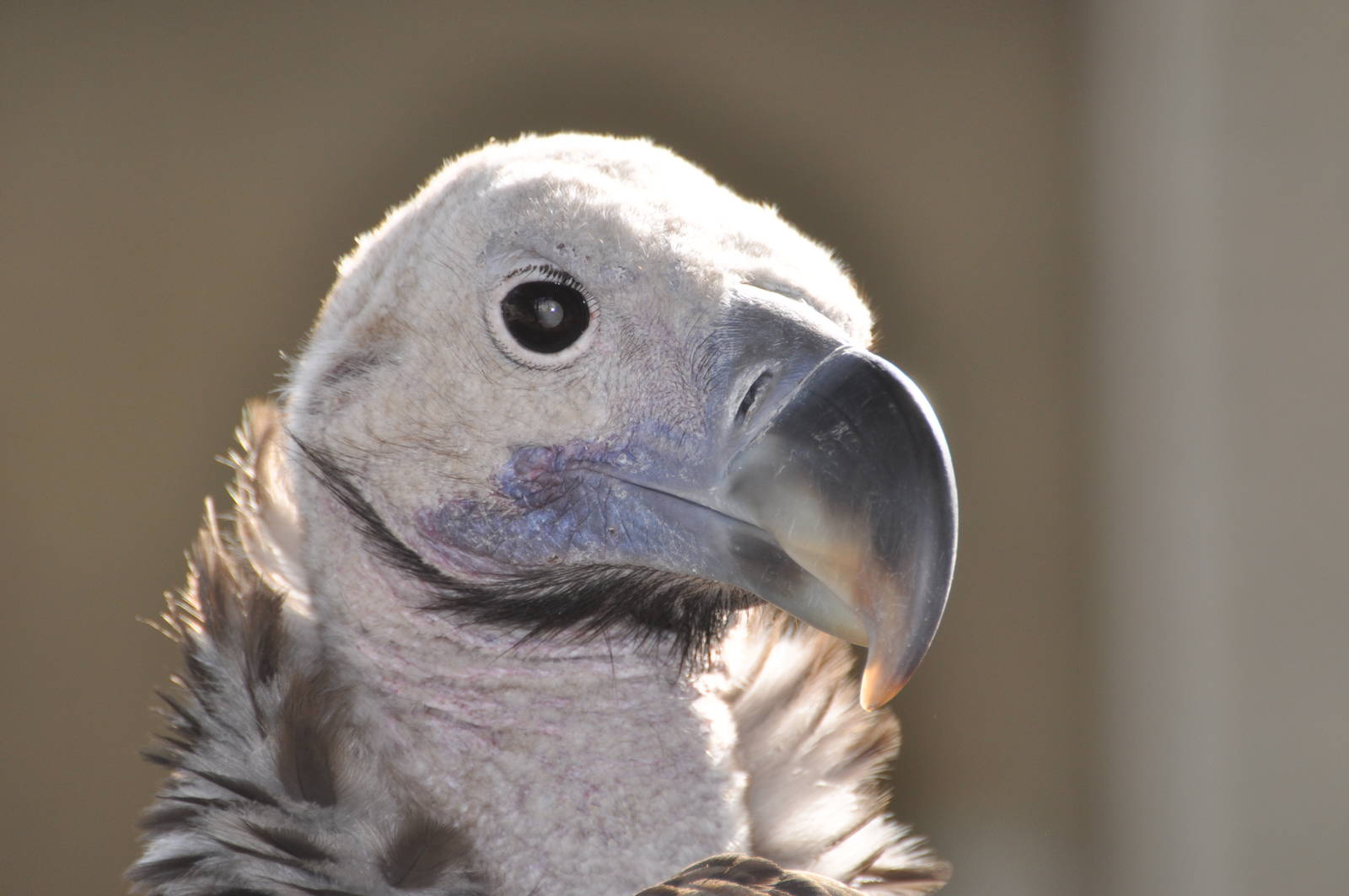 Lappet-faced vulture/ Torgos tracheliotus negevensis