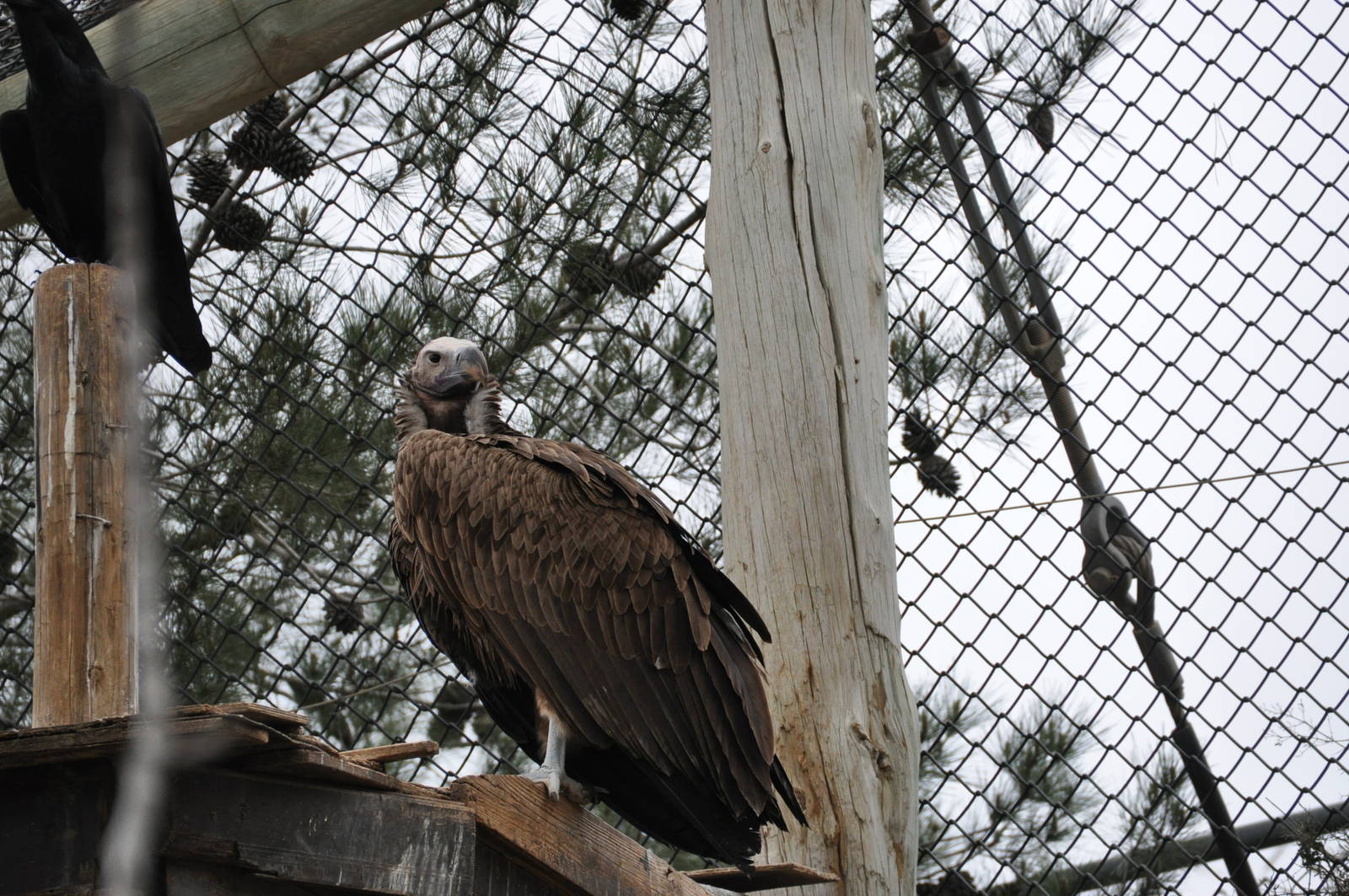 Lappet-faced vulture / Torgos tracheliotus negevensis