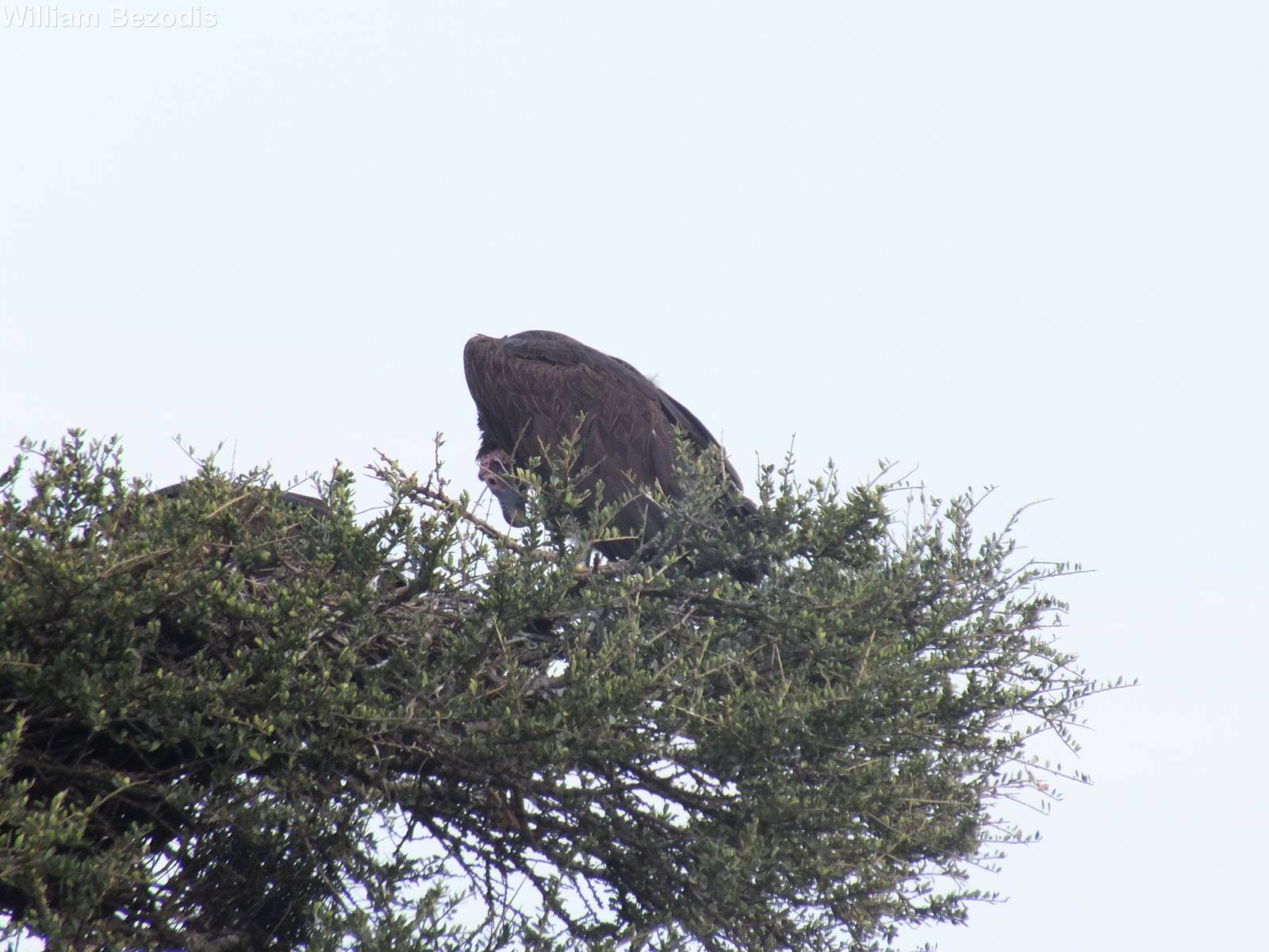 Lappet-faced Vulture with Nest