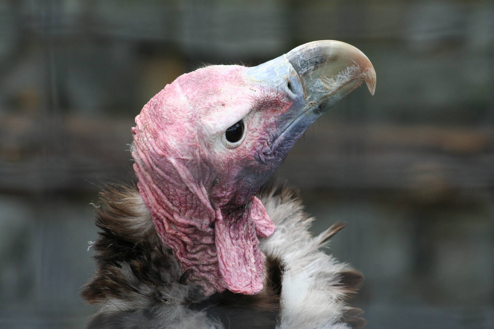 Lappet-Faced Vulture @ Yorkshire Dales Falconry 03.05.09