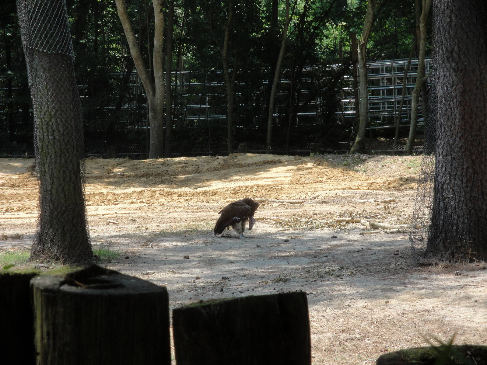 Lappet-faced Vulture