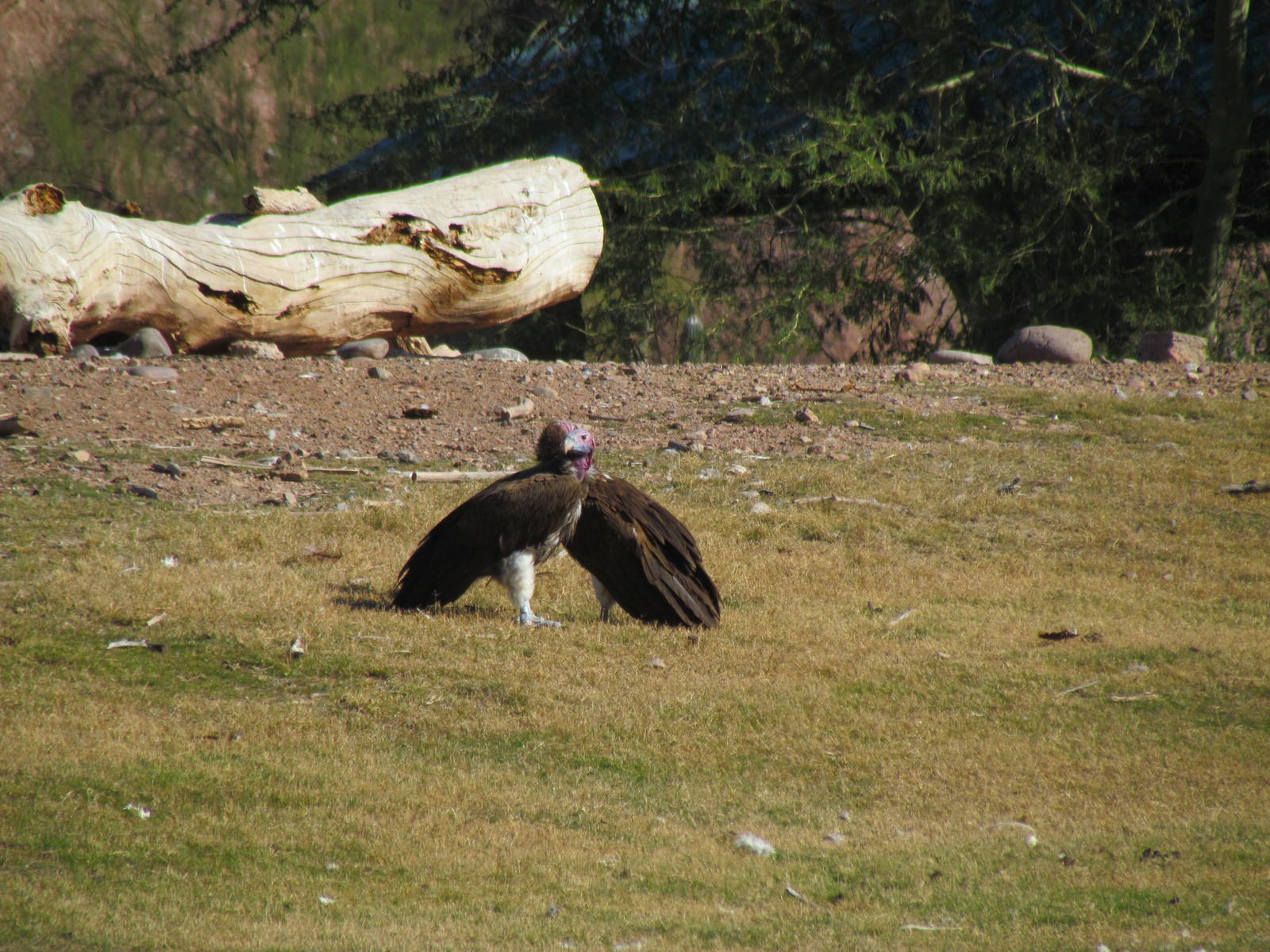 Lappet-faced Vulture