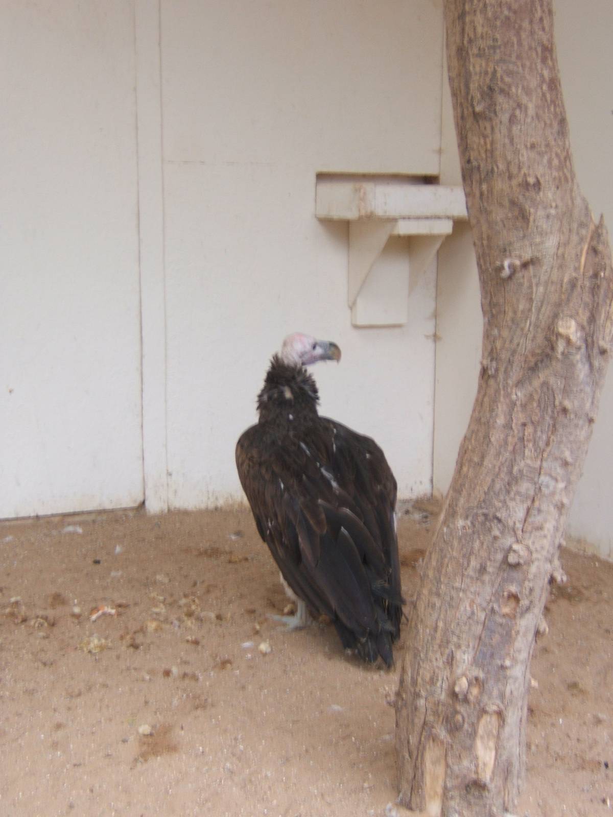 Lappet-faced Vulture