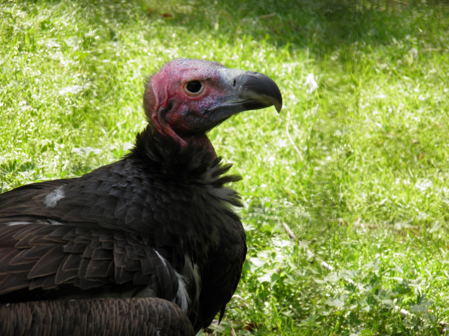 Lappet-faced vulture