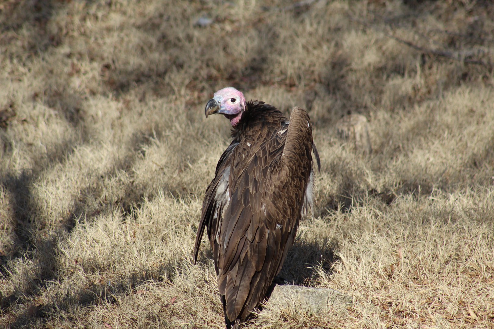 Lappet-Faced Vulture