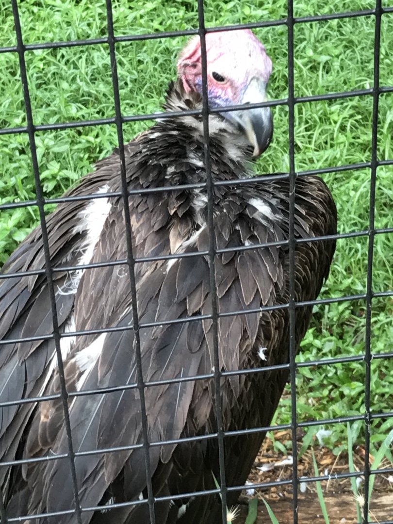 Lappet-faced vulture